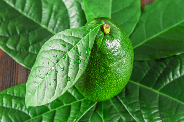 A green raw ripe whole avocado fruit is surrounded by leaves on a wooden brown table.