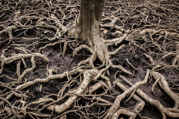 Old and messy tree roots