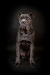 Cane corso, black dog on the black background