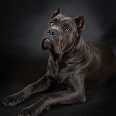Cane corso, black dog on the black background
