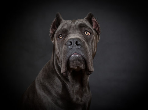 Cane corso, black dog on the black background