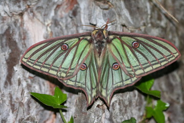 Big butterfly with eyespots in the wild