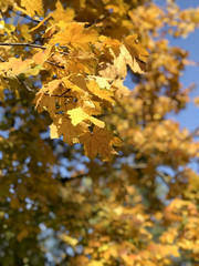 Daylight view to yellow autumn leaves on sky background
