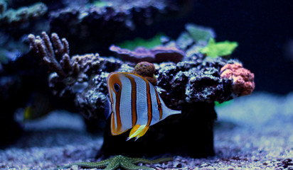 Fototapeta na wymiar Copperband butterfly fish swim in coral reef aquarium tank 