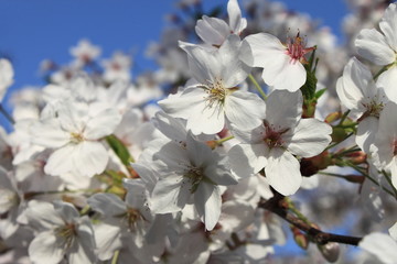 Cherry tree with blooming flowers