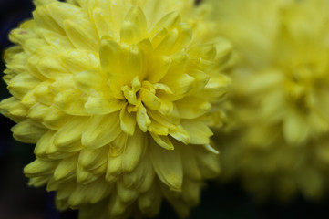  chrysanthemum yellow