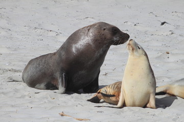Fototapeta premium A male sea lion and a female sea lion kiss on the beach