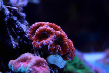 Naklejka premium Red Acanthastrea LPS coral in aquarium tank 