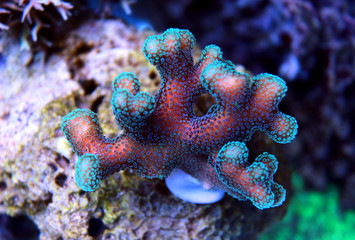Naklejka premium Styllophora sps coral in aquarium