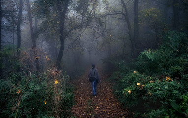 Fototapeta premium Photographer walking on the path in forest