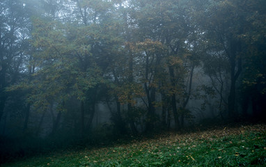 Forest detail on a foggy day