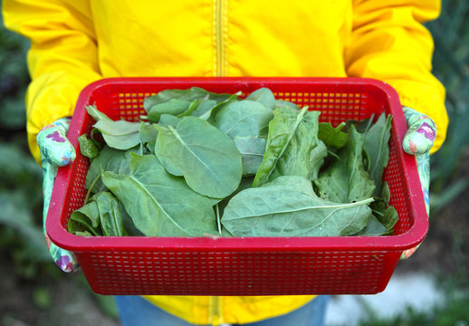 Harvest sorrel in the hands of the girl. Green vegetables lie in the basket.