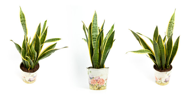 Sansevieria Trifasciata Or Snake Plant In Pot On A White Background