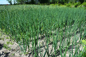 Onions: Planting, Growing and Harvesting Onion Plants