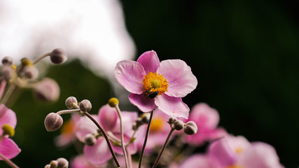 Fototapeta premium rosa Anemone, hupehensis japonica, Japanese anemone, anemone hupehensis, blossom in garden, Pink garden plant in the family Ranunculaceae