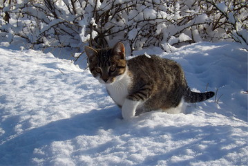 The kitten first gets acquainted with the snow.
