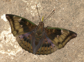 The Baron Butterfly