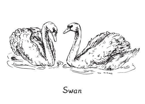 Swans couple, hand drawn doodle sketch with inscription, vector illustration