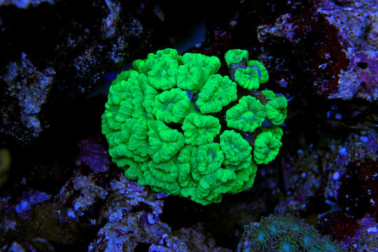 Trumpet Coral (Caulastrea curvata)