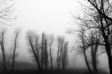 Fototapeta na wymiar Some skeletal trees in a park in the middle of fog