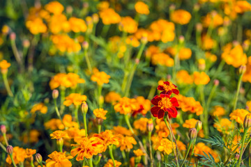 One other flower stands out from the crowd