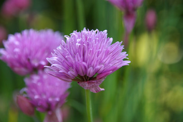 Chives