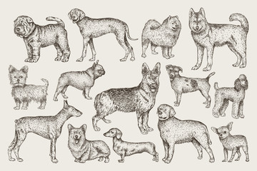 Hand drawn dogs vector set. Vector illustration - 180217421