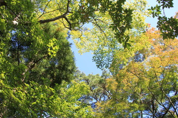 多様な木々が生える森を見上げた風景(宮城県)