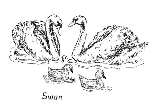 Swans couple with nestlings, hand drawn doodle sketch with inscription, vector illustration