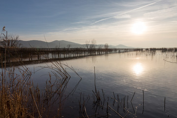 A view of a long pier on a lake,with sun reflections on water and plants in the foreground