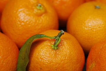 MANDARINI IN PRIMISSIMO PIANO