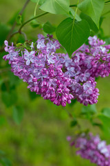 Obraz premium growing lilac