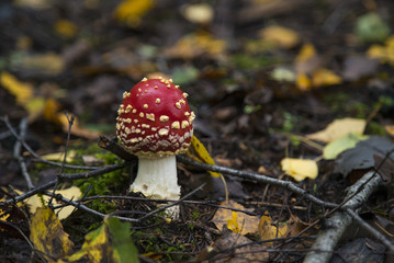 Young Toadstool fly agaric