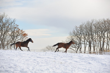 雪と馬