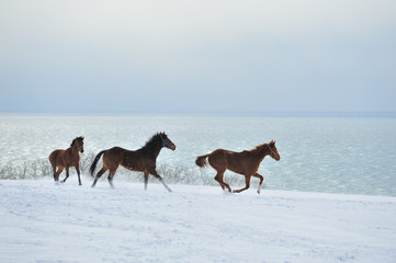 Fototapeta na wymiar 雪と馬