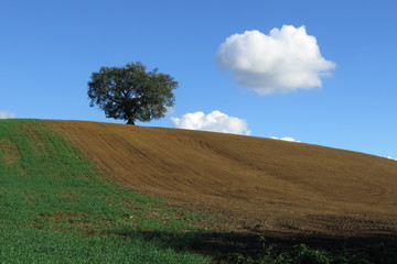 Obraz premium campagna