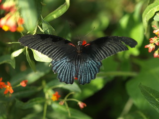 Great Mormon, male. Papilio memnon