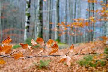Colorful autumn leaves
