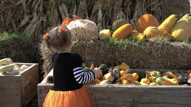 Toddler girl in cute Halloween dress looking for perfect pumpkin at the pumpkin patch