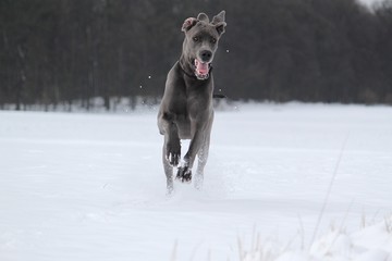 graue deutsche dogge läuft über ein schneebedecktes feld