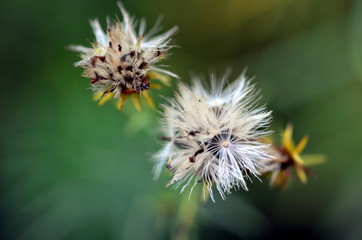 Weiße Samen an einer Pflanze