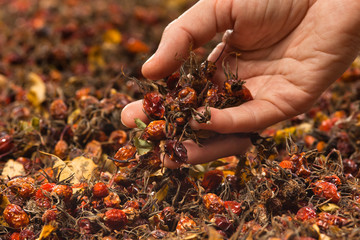 hand with drying rose hips
