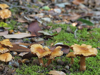 サザナミニセフウセンタケ