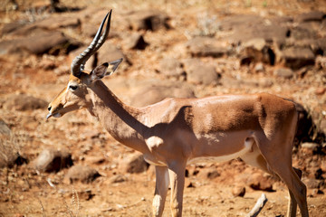  wild impala in the winter bush