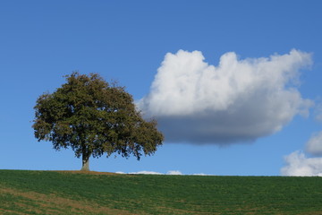 Fototapeta na wymiar Quercia con nuvole