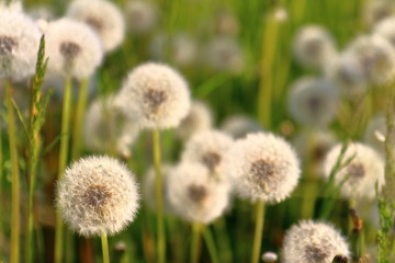 Meadow Of Dandelions