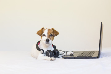 cute young small dog working on laptop and listening to music with headphones. Sitting on bed. Pets indoors