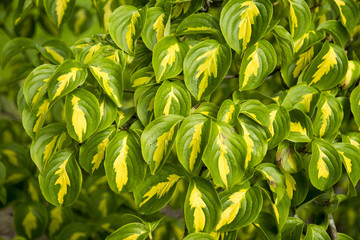 Cornus kousa 'Gold Star'