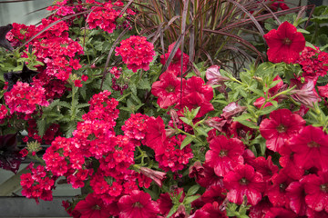 Petunia Surfinia 'Deep Red', Verbena 'Dark Red'