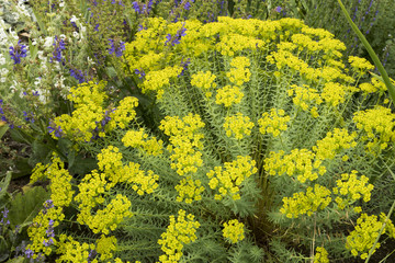 Euphorbia seguieriana subsp. niciciana